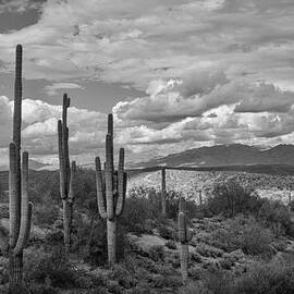 A Sonoran Winter Day in Black and White  by Saija  Lehtonen