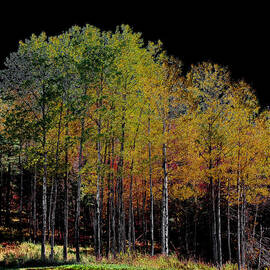 A Stand of Birch Trees in Autumn by David Patterson