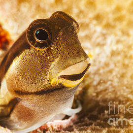 A tiny combtooth blenny, Ecsenius sp, emerges from a hole in hard coral off the Island of Yap_ Micronesia by Dave Fleetham