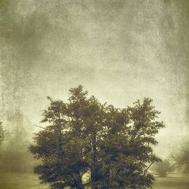 A Tree in the Fog 2