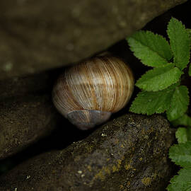 A Wet Snail Shell Between Wet Stones by Sebastian Kujas