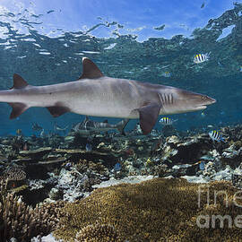 A whitetip reef shark _Triaenodon obesus_ cruises a shallow reef, with Blacktip reef sharks _Carcharhinus melanopterus_ seen in the background_ Fiji by Dave Fleetham