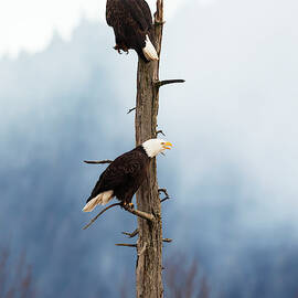 Adult Bald Eagles  Haliaeetus by Doug Lindstrand