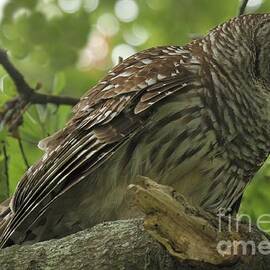 Adult Male Barred Owl by Adam Jewell
