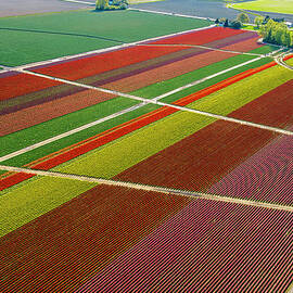 Aerial View Of Colorful Tulip Fields by Pete Saloutos