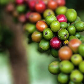 Africa, Arusha, Tanzania, Coffee by Lee Klopfer