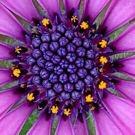 African Daisy Macro