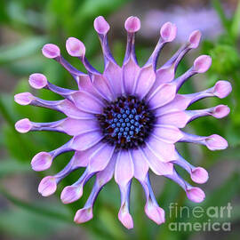 African Daisy - Square Format