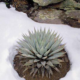 Agave In Snow