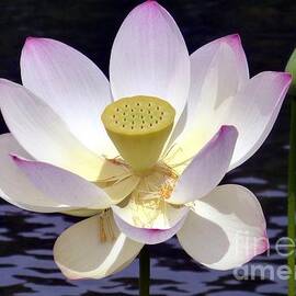 Aging Lotus by Barbie Corbett-Newmin