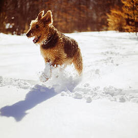 Airedale Terrier running on the snow