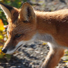 Alaska - The Face Of A Fox In Denali National Park
