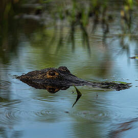Alligator, Okefenokee National Wildlife by Peter Essick