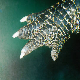 Alligator Paw by JEANNE WHITE