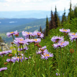 Alpine Asters