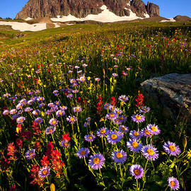 Alpine Meadow by Aaron Whittemore