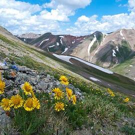 Alpine Sunflower Summer Mountain Landscape by Cascade Colors