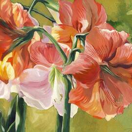 Amaryllis in Spring
