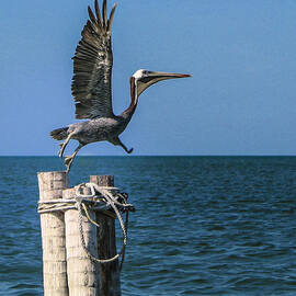 Amazing Grace by Jean Noren