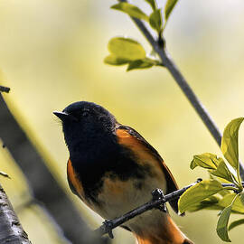 American Redstart by Natural Focal Point Photography