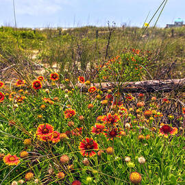 Among The Wild Flowers