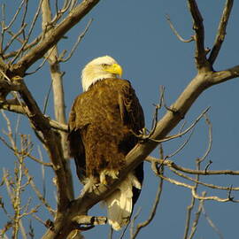 An Eagle Gazing About by Jeff Swan