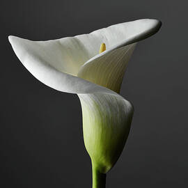 An Elegant Calla Lily, Close-up, Gray by Larry Washburn