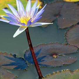 An Exquisite Water Lily