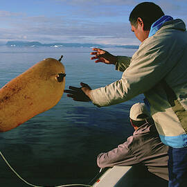An Inuit Hunter Throws An Inflated Seal by David McLain