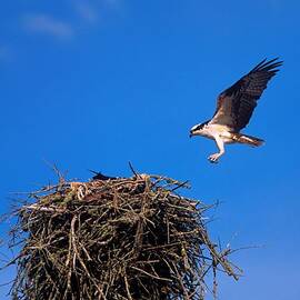 An Osprey Landing in Nest by John Harmon