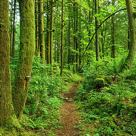 Ancient Forest Path by Rontech2000