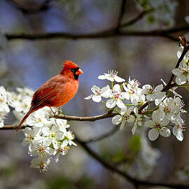 And A Cardinal in a Pear Tree