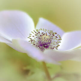 Anemone in White by Julie Palencia