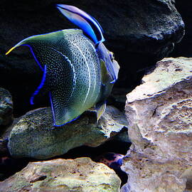 Angelfish