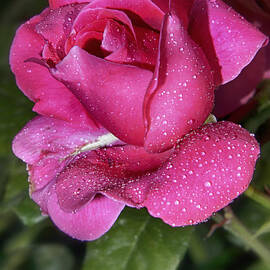 Angled Rose by Stefano Senise