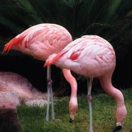 Animal - Flamingo - A set of Flamingoes by Mike Savad