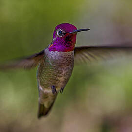 Annas Hummingbird