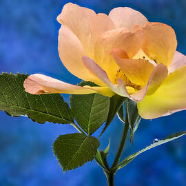 Another Beautiful Rose by Jean Noren