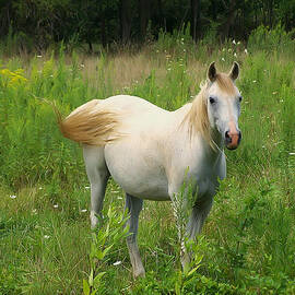 Appaloosa horse Stare by Flees Photos