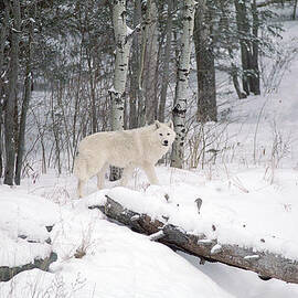 Arctic Wolf