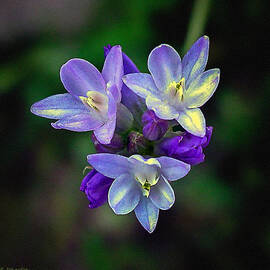 Arizona Bluedick Wildflower by Bob and Nadine Johnston