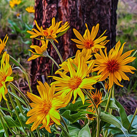 Arrowleaf Balsamroot