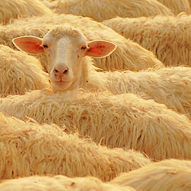 As A Flock Of Sheep Returned by John Orcutt