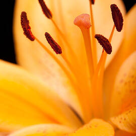Asian Lily by Sebastian Musial