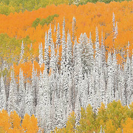 Aspen And Pine Trees In Fall With Snow by David Epperson