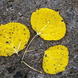 Aspen Leaves by Tam Ryan