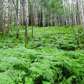 Aspen Trees And Ferns In Mountain by David Epperson