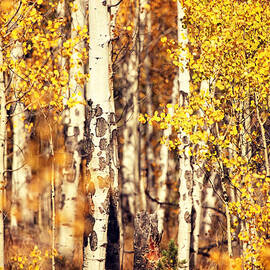 Aspens