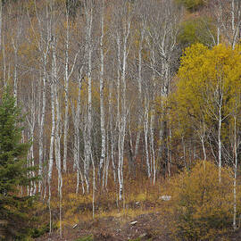 Aspens In Fall by Ron Crabtree