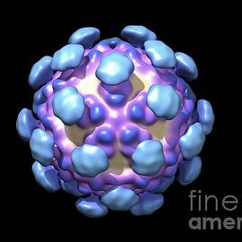Astrovirus Capsid, Molecular Model